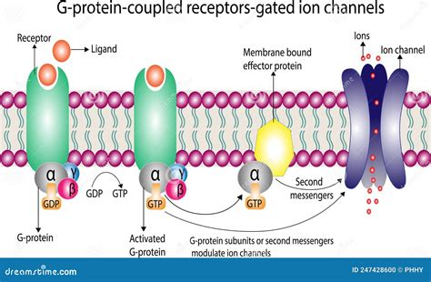 G Protein Coupled Receptors Gated Ion Channel. Vector Illustration Stock Vector - Illustration ...