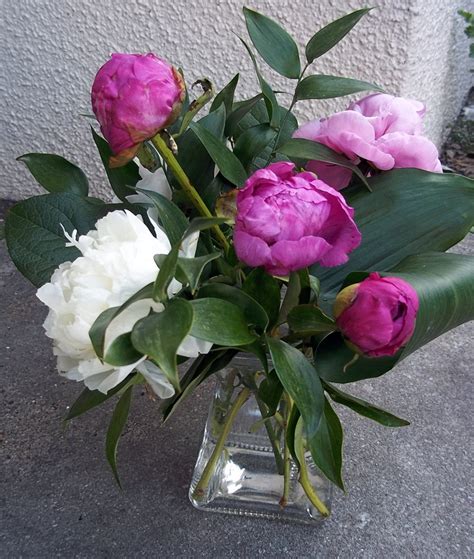 6 Peonies in vase - Lilies of the Alley