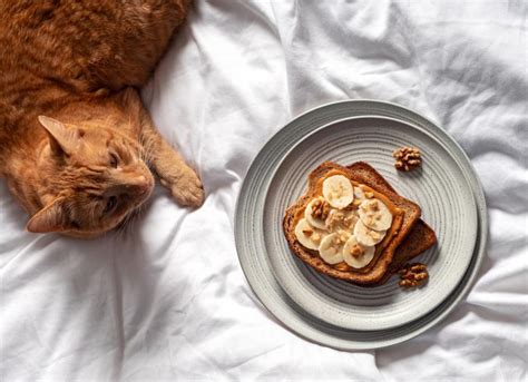 Can Cats Eat Peanut Butter? | PetMD