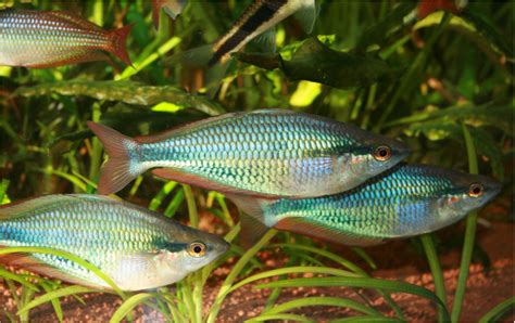 About Rainbowfish - Rainbowfish Hobbyist NI