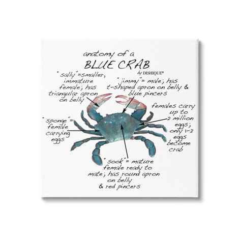 Stupell Industries Crab Anatomy On Canvas by Dishique Print - Wayfair ...