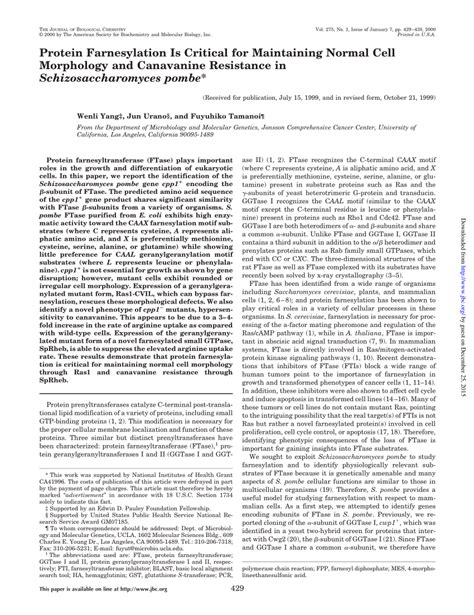 (PDF) Protein Farnesylation Is Critical for Maintaining Normal Cell Morphology and Canavanine ...