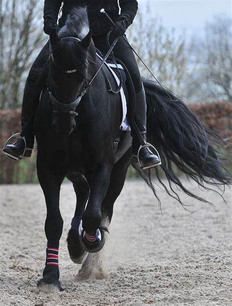 black horse dressage | Horses and other animals | Pinterest