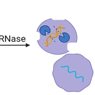 Use of DNase and RNase enzyme (blue) to remove free nucleic acids in ...