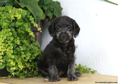 Fox Terrier Mix Puppies For Sale | Greenfield Puppies