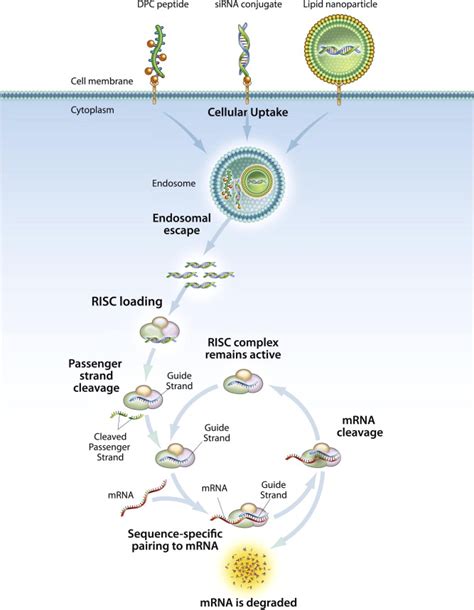 Schematic of the RNAi mechanism and three clinically relevant delivery...