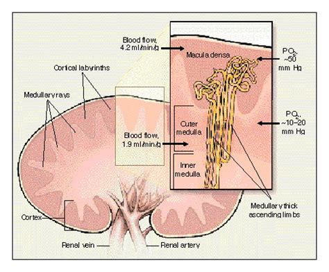 Hypoxia of the Renal Medulla — Its Implications for Disease | NEJM