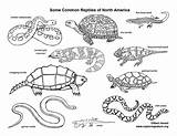 Learn About Reptiles On Exploringnatureorg  Coloring Pages sketch template