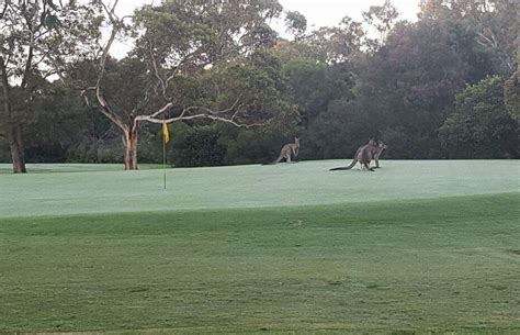 Bundoora Park Public Golf Course in Bundoora, Melbourne, VIC, Australia ...