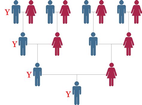 Lesson Two - The Inheritance Pattern of the Y Chromosome - DNA-Central ...