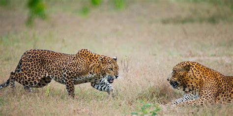 Looking for Sri Lankan Leopards in Luxury - Travelogues from Remote Lands