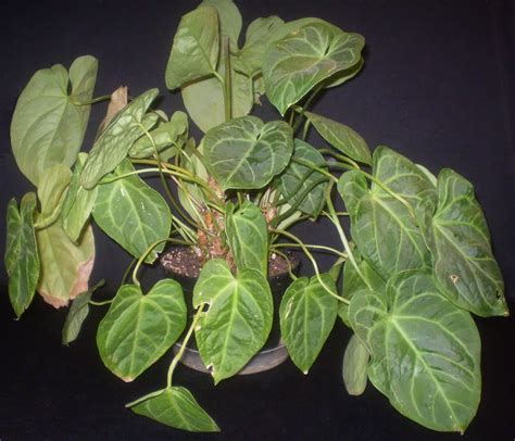 Plants are the Strangest People: List: Houseplants With Heart-Shaped Leaves