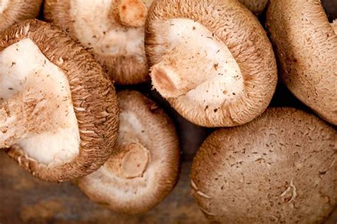 Shiitake mushroom | fungus | Britannica.com