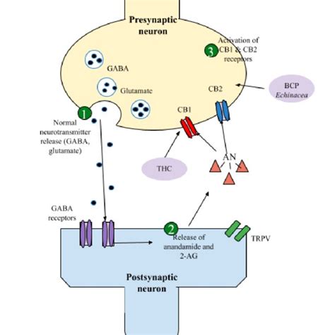 Illustration of inhibitory activity by receptor agonists. | Download ...