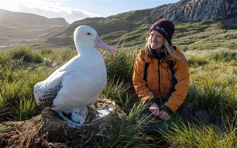 A scientist, a wandering albatross, and its chick, South Georgia island. The wandering albatross ...