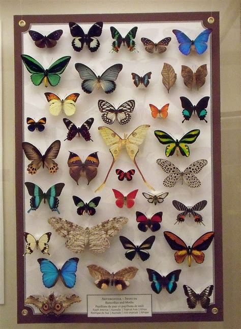 Butterfly cabinets. | Butterfly art, Paper butterflies, Butterfly taxidermy