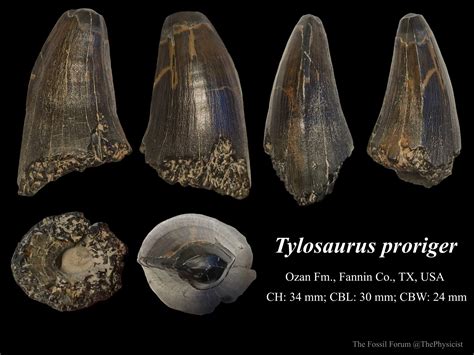 Tylosaurus tooth - Members Gallery - The Fossil Forum