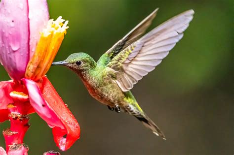 How to Attract Hummingbirds to Your Yard - INSTALL-IT-DIRECT