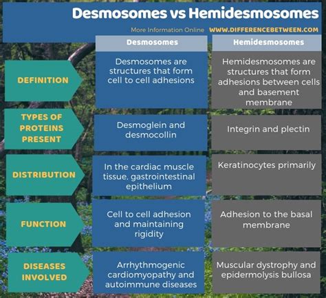 Difference Between Desmosomes and Hemidesmosomes | Compare the Difference Between Similar Terms