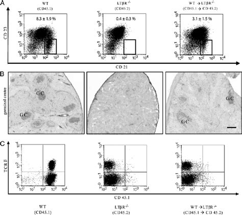 Comparable function of splenic tissue developed during ontogeny and... | Download Scientific Diagram