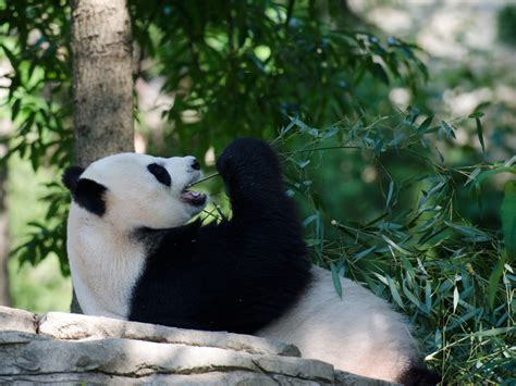 Panda Bear : panda_on_back_eating_027a : Classroom Clipart