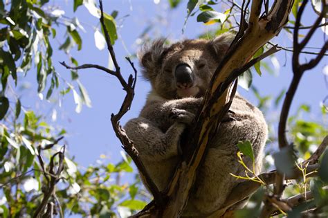 Wild Koala Day: Friends of the Koala, Lismore Native Nursery - Conservation Volunteers Australia