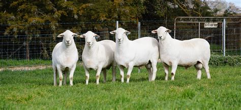 Australian White Sheep for Sale in NZ & USA | Majestic Sheep Breeders