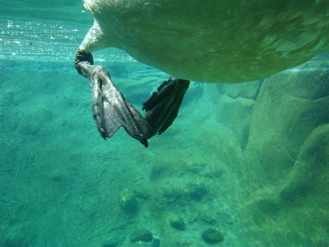 Swan Feet | I don't know why, but while at the Duluth Zoo I … | Flickr