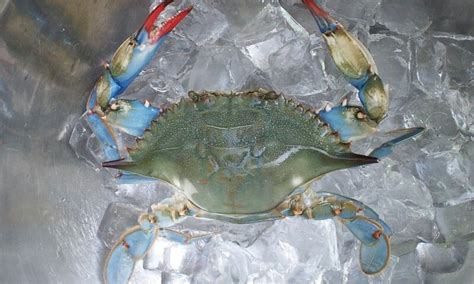 Texas blue crab | Blue crab, Crab, Turtle