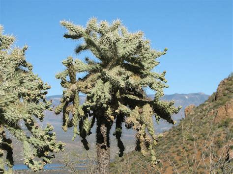 Cylindropuntia fulgida (Jumping Cholla) - World of Succulents