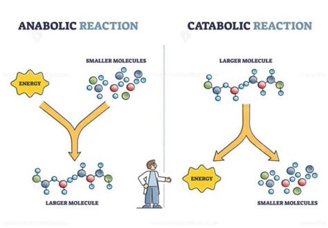 Anabolic vs catabolic reaction comparison in metabolism outline diagram - VectorMine