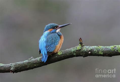 River Kingfisher Photograph by Eva Lechner - Free Image Generator