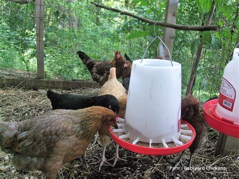 Pam's Backyard Chickens: An Overview of What to Feed Chickens