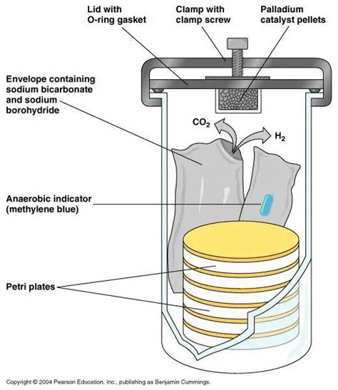 GasPak Anaerobic System: Principle, Application • Microbe Online