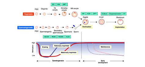 Genomic Imprinting: Mechanisms, Characteristics, and Associated Conditions