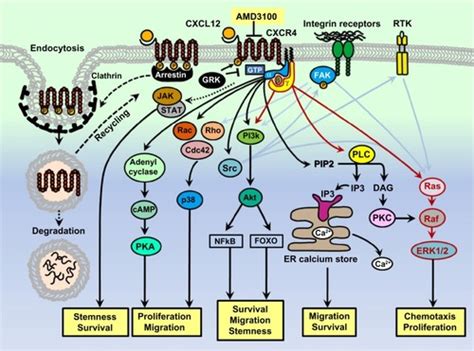 Full article: Emerging targets in cancer management: role of the CXCL12 ...