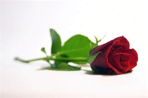 Examples of Symbolism in the Story "A Rose for Emily" | Education - Seattle PI