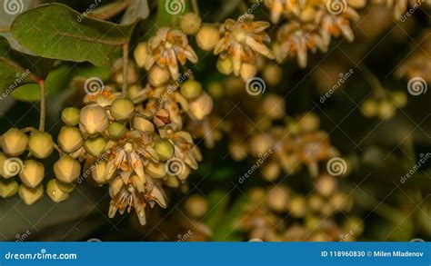 Lime-tree Flowers in Spring Stock Photo - Image of blooming, flowers: 118960830