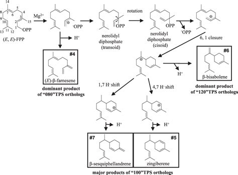 Figure 1 from Combinatorial Evolution of a Terpene Synthase Gene Cluster Explains Terpene ...