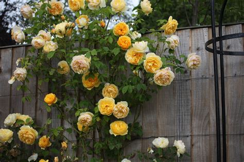 Graham Thomas Rose-- a bs resistant Austin Yellow Climbing Rose ...