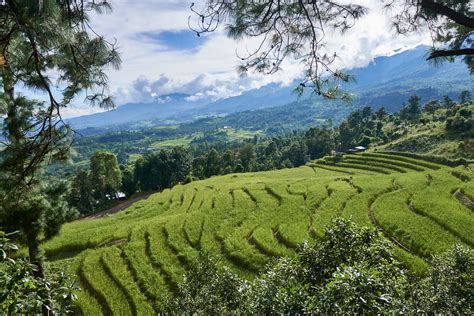 Photography of beautiful landscape of paddy fields, pine forest on the ...