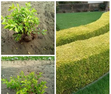 Golden Duranta Hedge Plant at best price in Gajraula by Malik Nursery ...