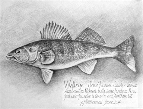 Walleye Drawing by PJ Timmermans - Fine Art America