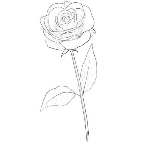 How to Draw a Rose Flower