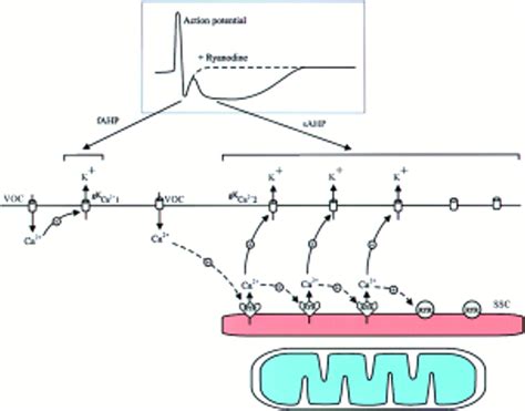 Neuronal Calcium Signaling: Neuron