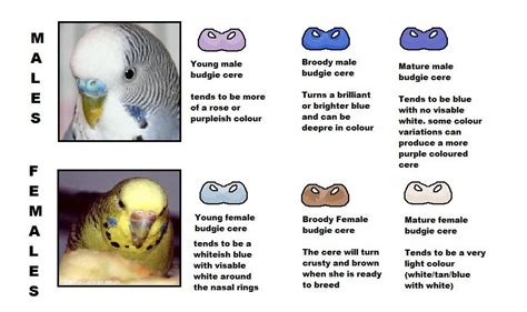 A QUICK GUIDE TO CERE COLOR. : r/budgies