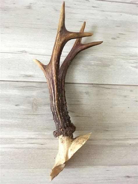 Real natural Roe deer antler with skull Gothic exhibit Gothic exhibit ...