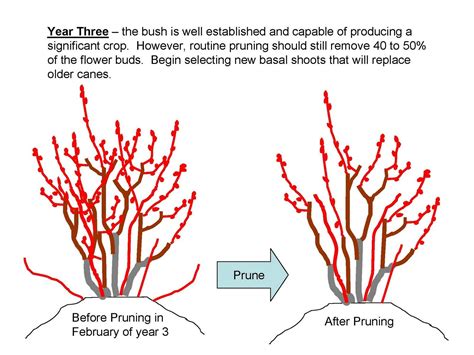 The NC Blueberry Journal: Pruning Young Blueberry Plants | Blueberry plant, Berry plants ...