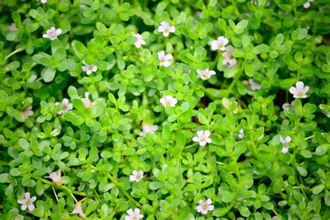 The Health Benefits of Brahmi (Bacopa monnieri) - Pure Indian Foods ...