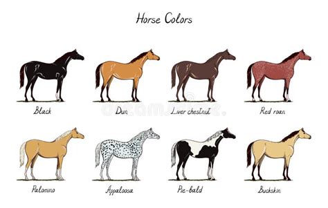 Horse Color Chart Set. Equine Coat Colors with Text. Types of Horses Black, Dun, Chestnut, Red ...